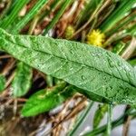 Lysimachia thyrsiflora