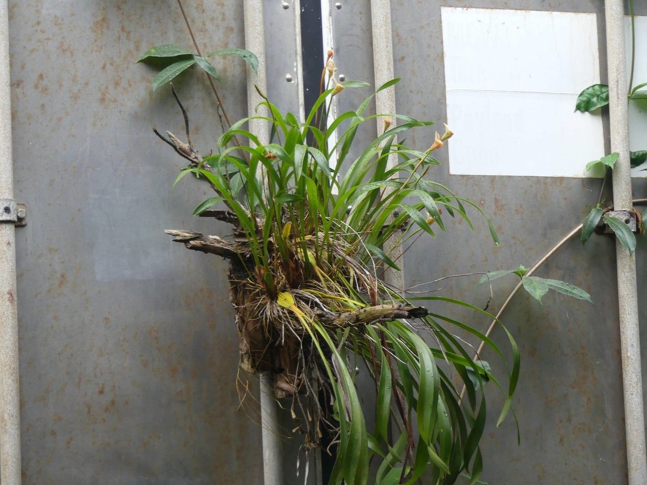 Trigonidium egertonianum habit