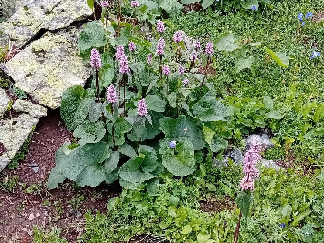 Phlomoides alpina — related species from the same genus