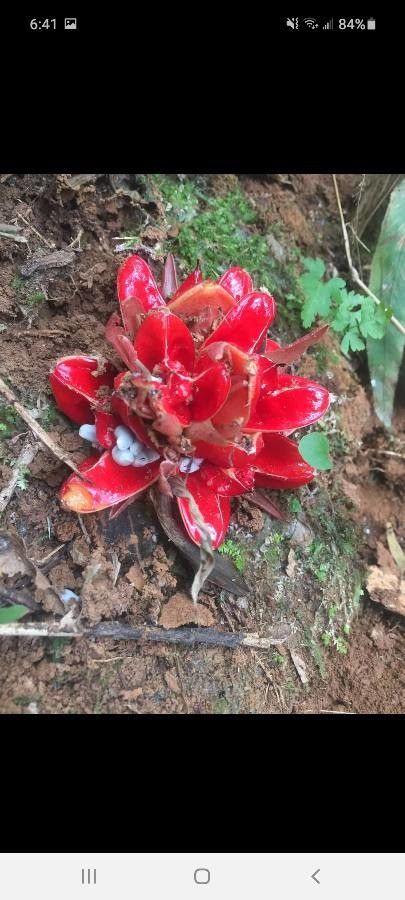 Zingiber chrysanthum