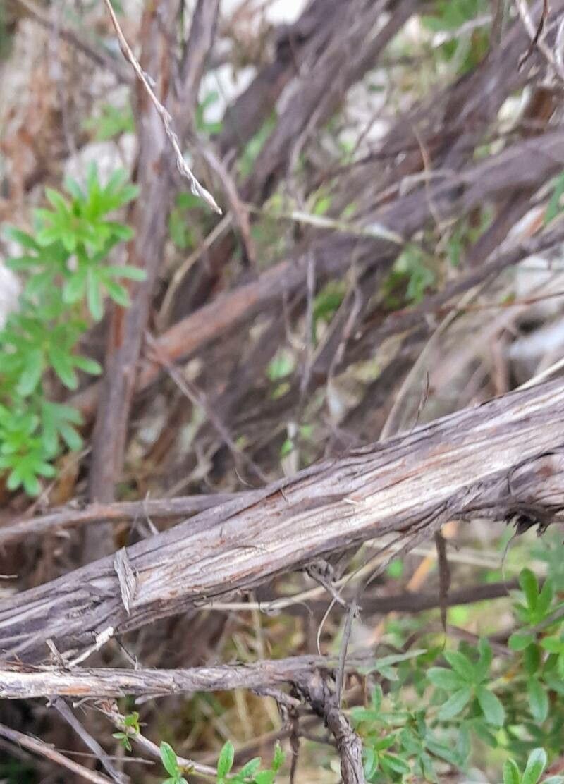 Dasiphora tenuifolia bark