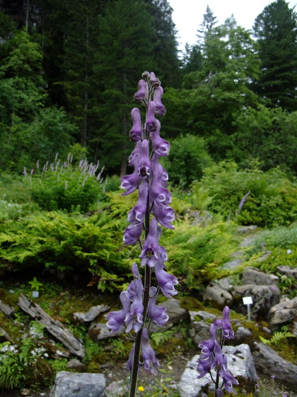 Aconitum leucostomum flower