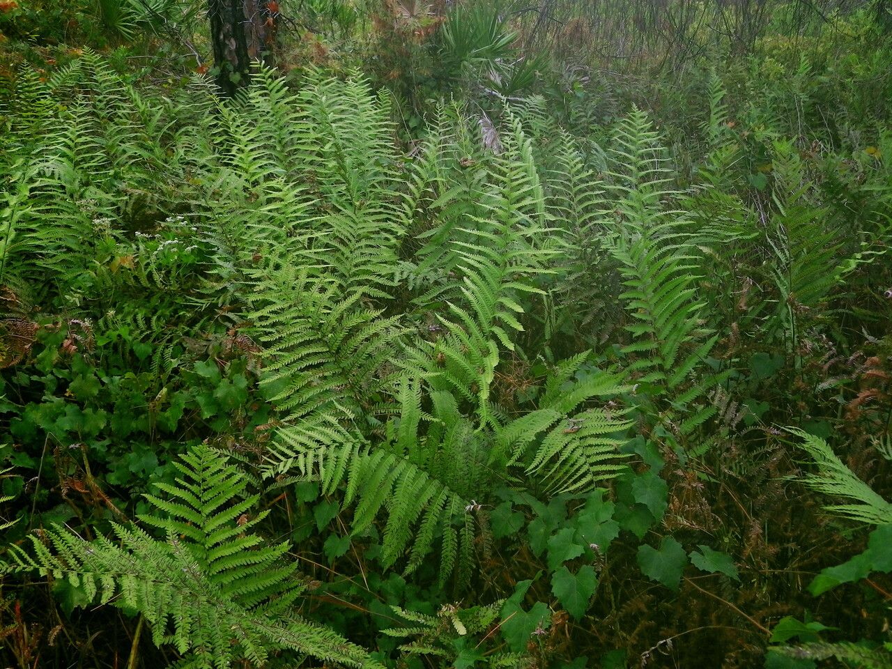 Woodwardia virginica habit
