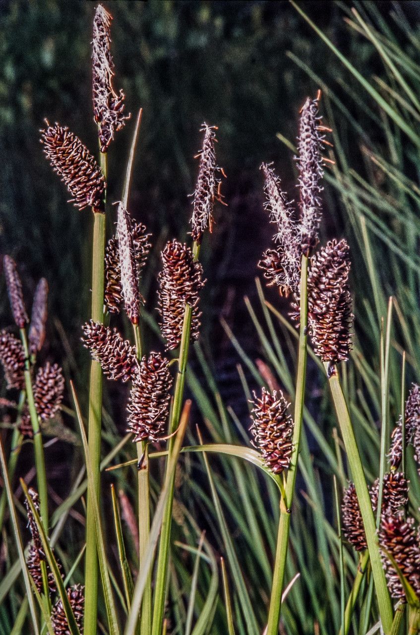 Carex saxatilis flower