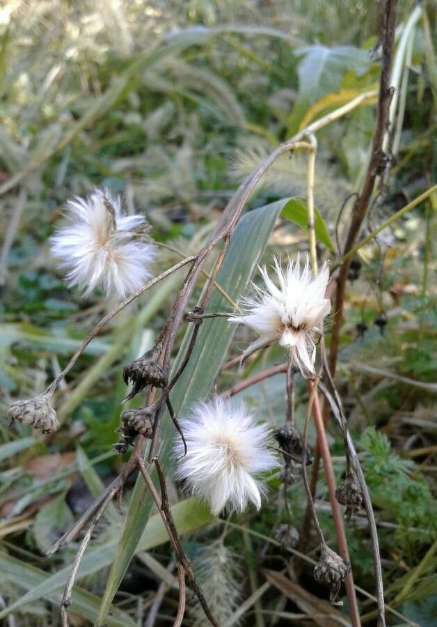 Chondrilla juncea fruit