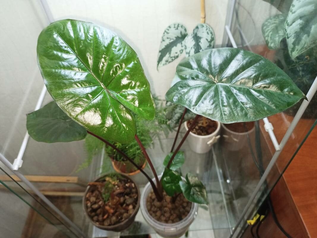 Alocasia sarawakensis — search result for 'Alocasia'