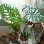 Alocasia sarawakensis