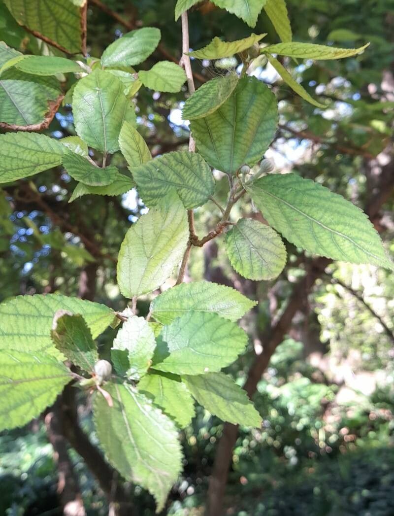 Grewia oppositifolia leaf