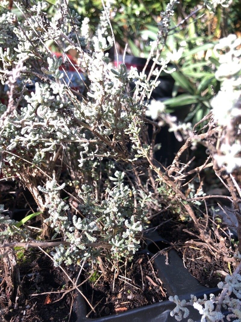 Santolina magonica other