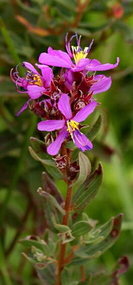 Argyrella canescens — search result for 'Tibouchina'