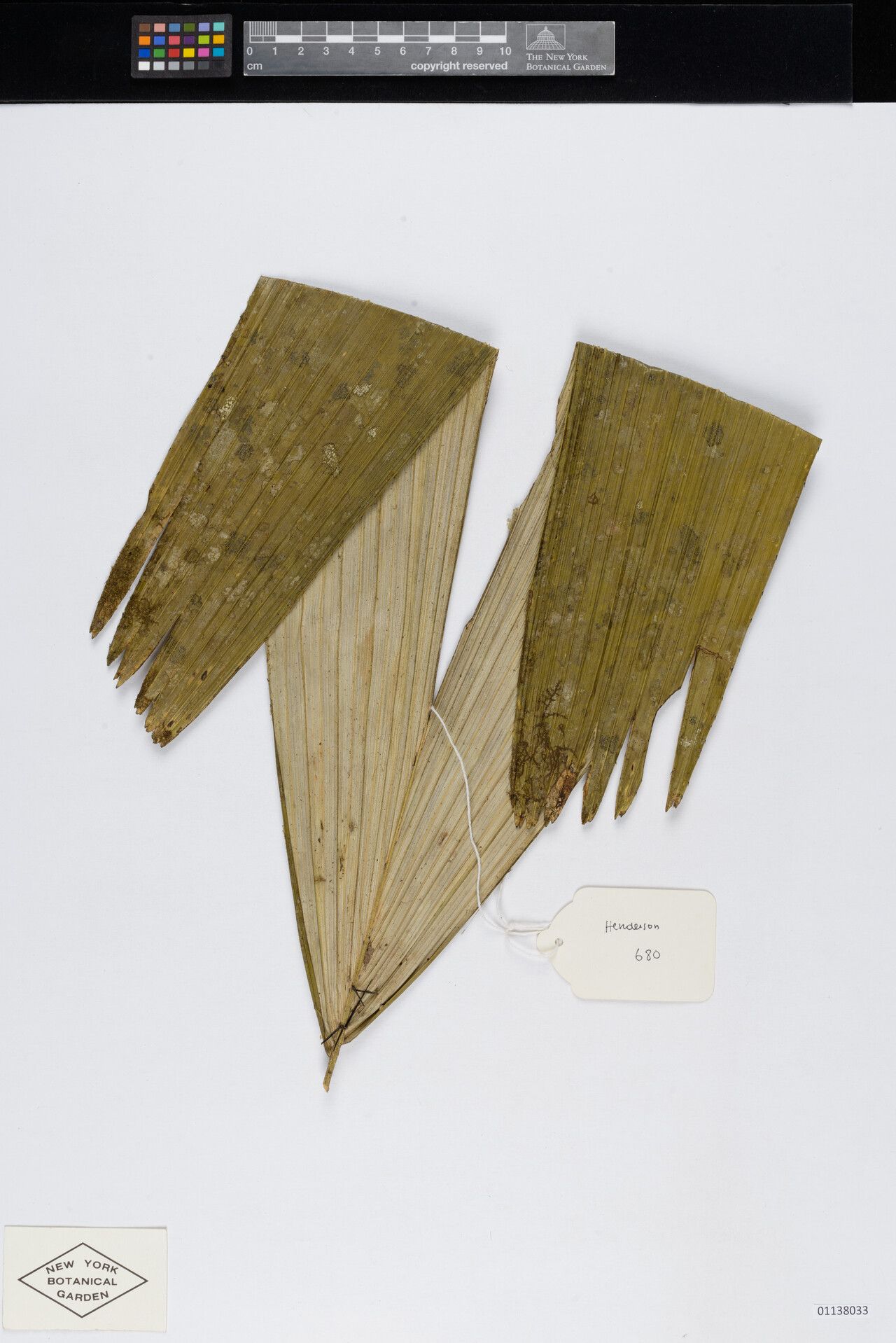 Astrocaryum sociale — houseplant care guide