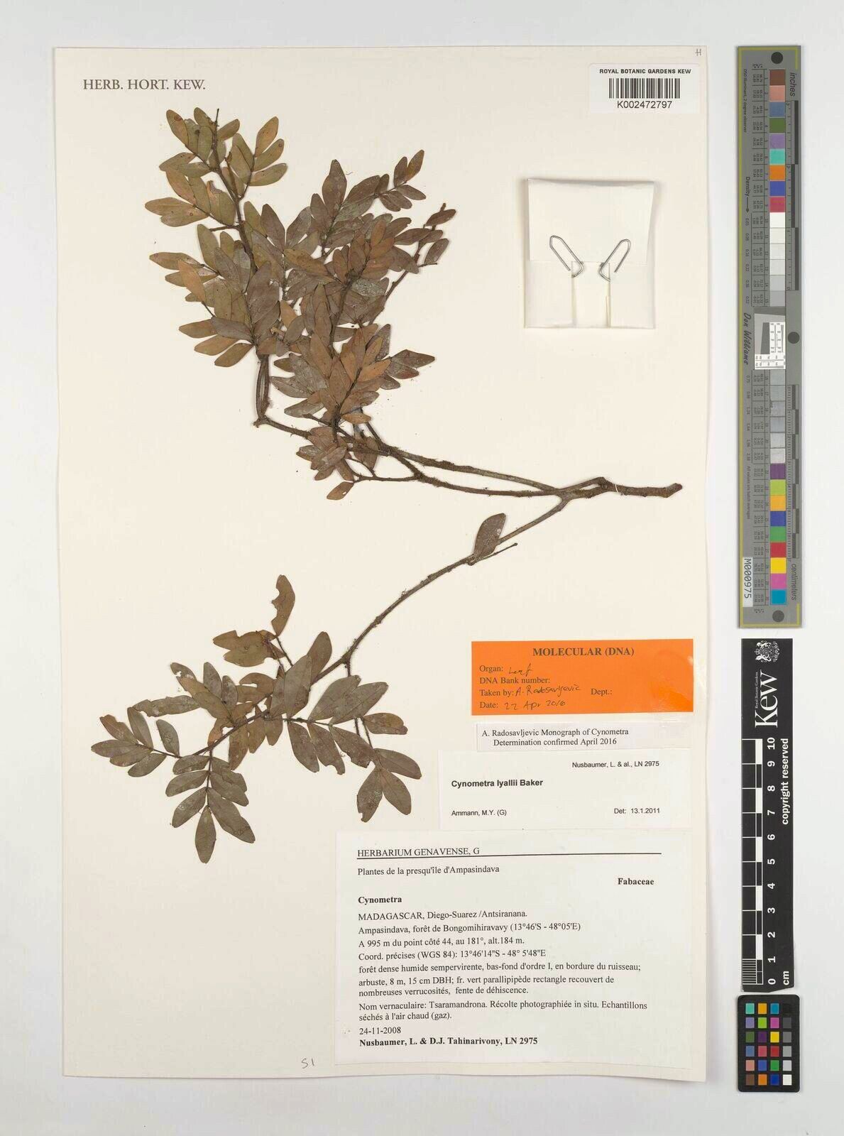 Cynometra lyallii — houseplant care guide