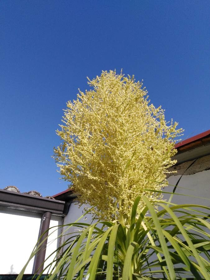 Nolina longifolia flower