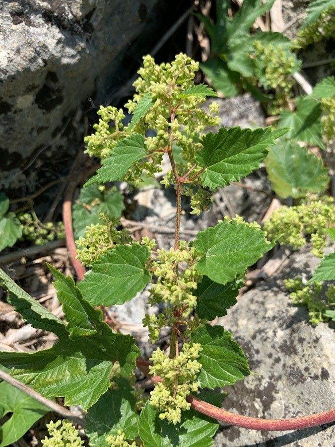 Vitis arizonica flower