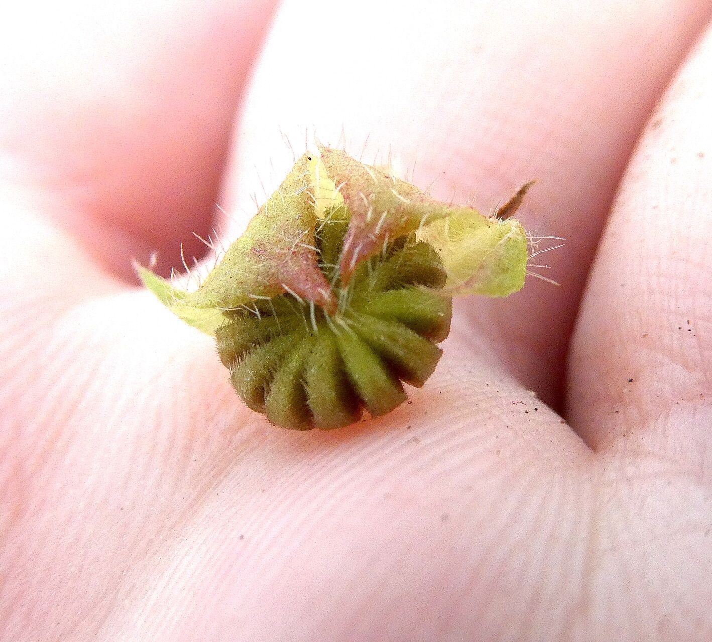 Malvastrum corchorifolium fruit