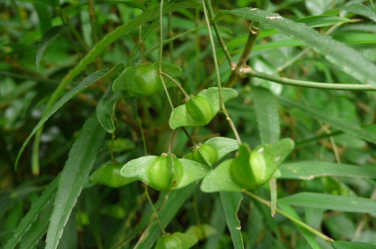 Euonymus cornutus fruit