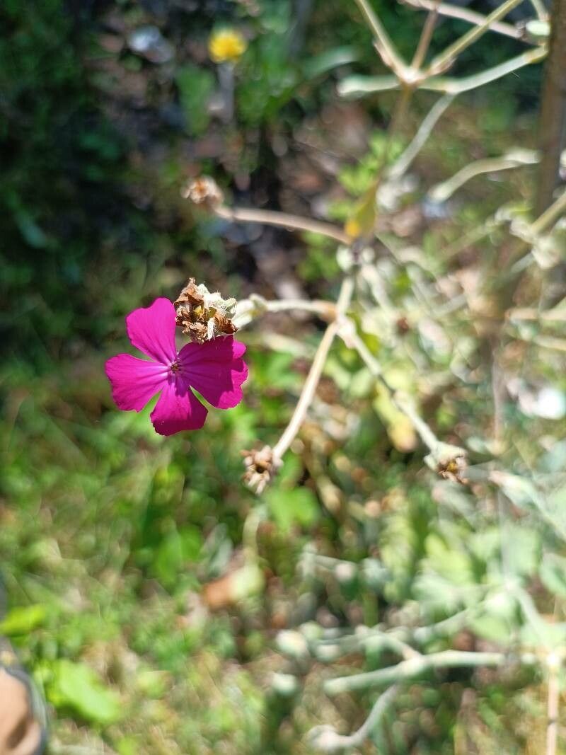 Silene banksia flower