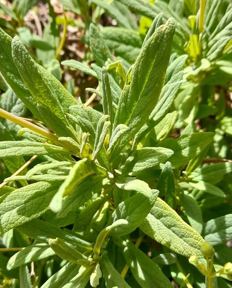 Calceolaria angustifolia — related species from the same genus