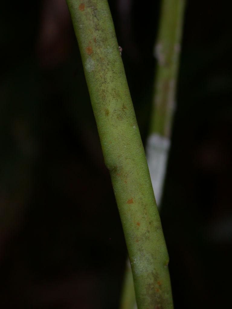 Weberocereus tunilla bark