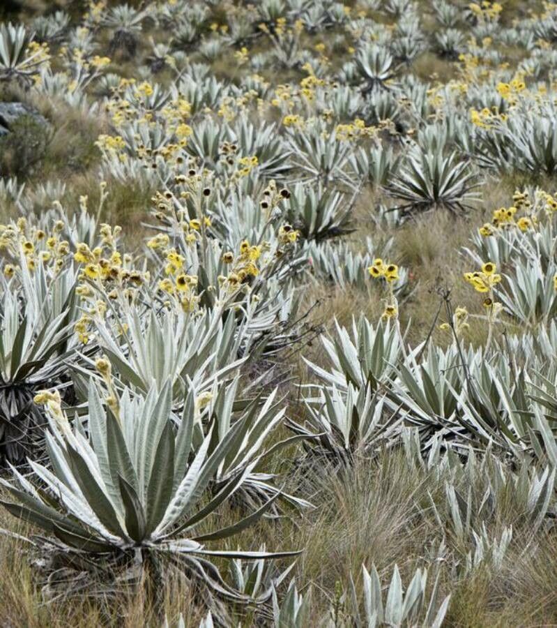 Espeletia boyacensis — related species from the same genus