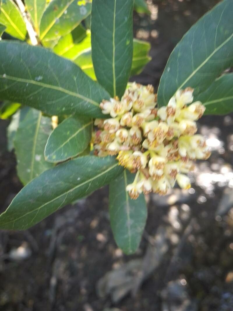 Laurus novocanariensis flower