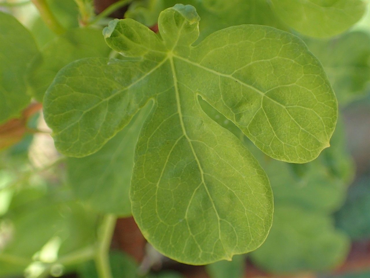 Tropaeolum ciliatum leaf