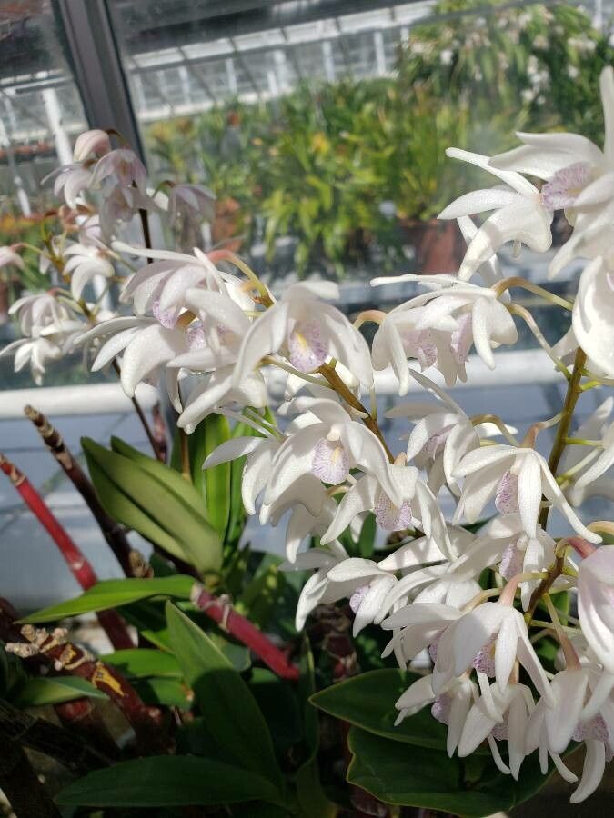 Dendrobium × delicatum flower