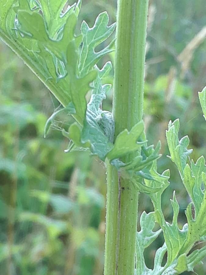 Senecio jacobaea bark