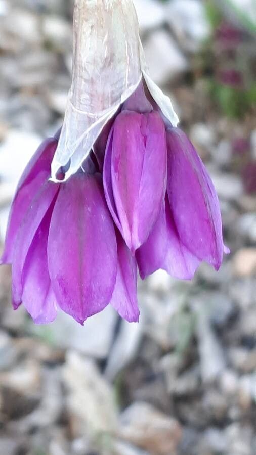 Allium insubricum flower