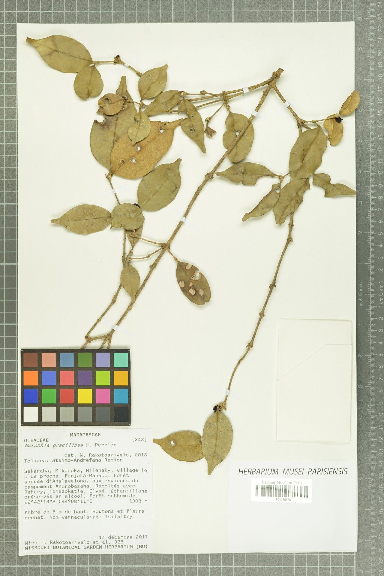 Noronhia buxifolia — search result for 'Noronhia'