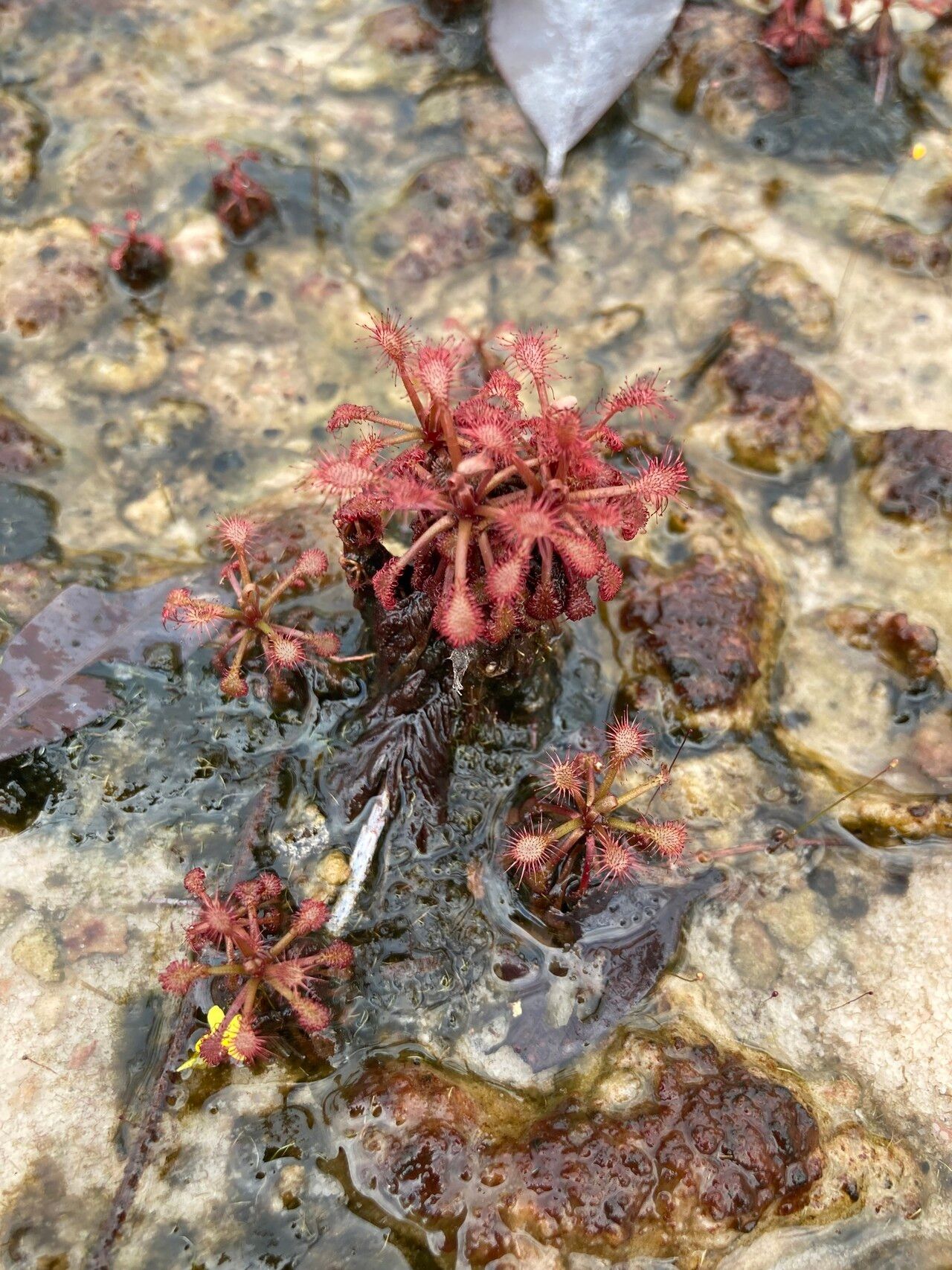 Drosera amazonica habit