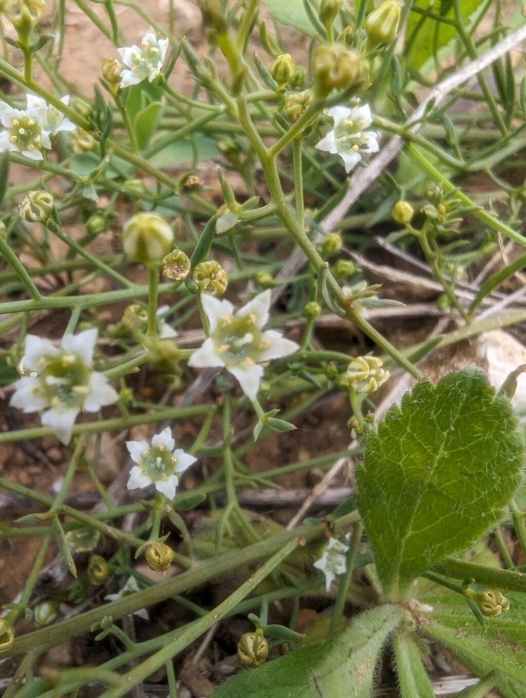 Thesium divaricatum flower