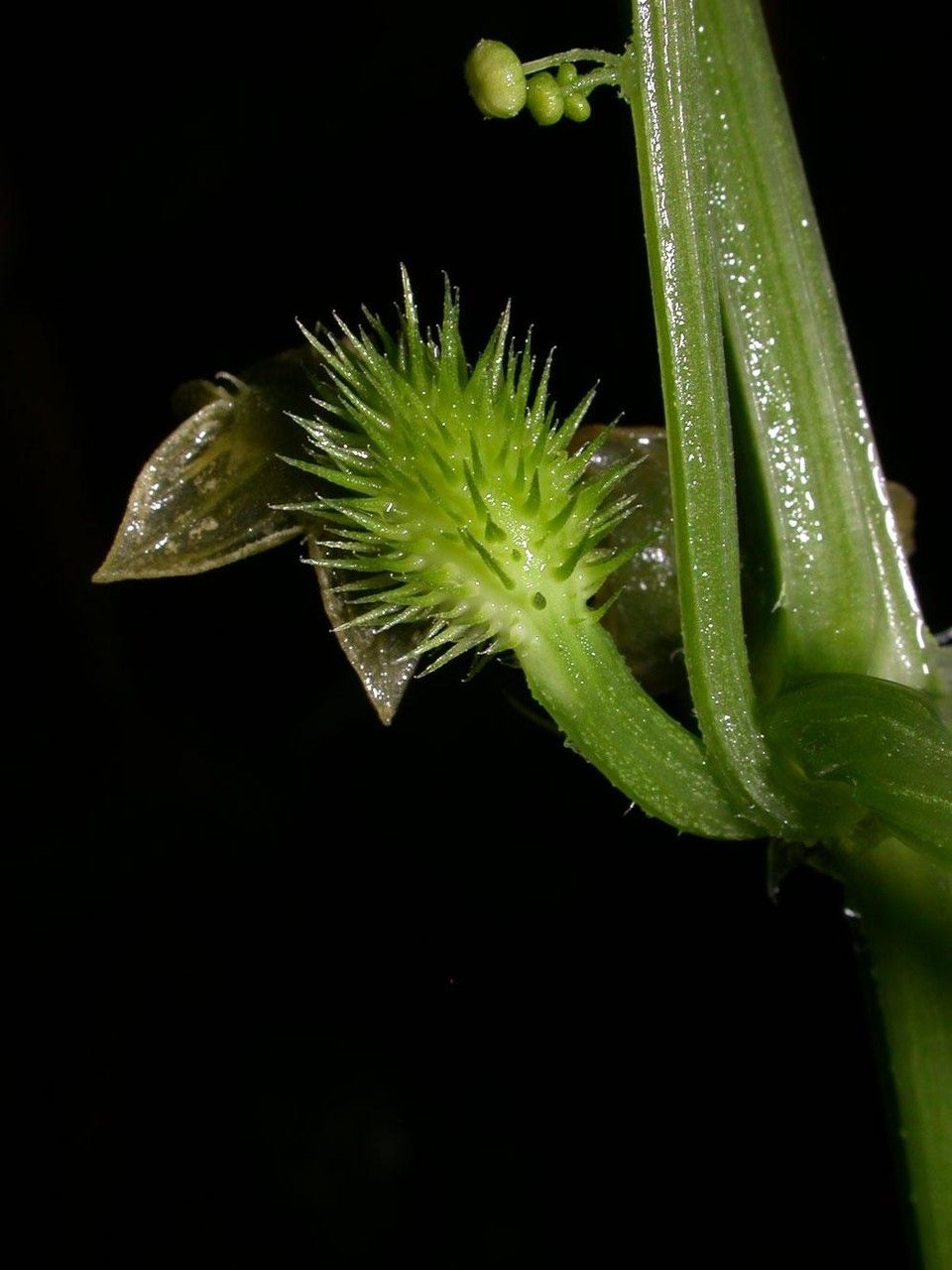Cyclanthera multifoliola fruit
