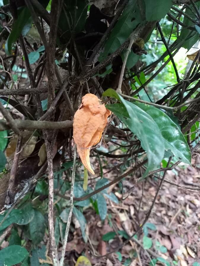 Landolphia membranacea — houseplant care guide