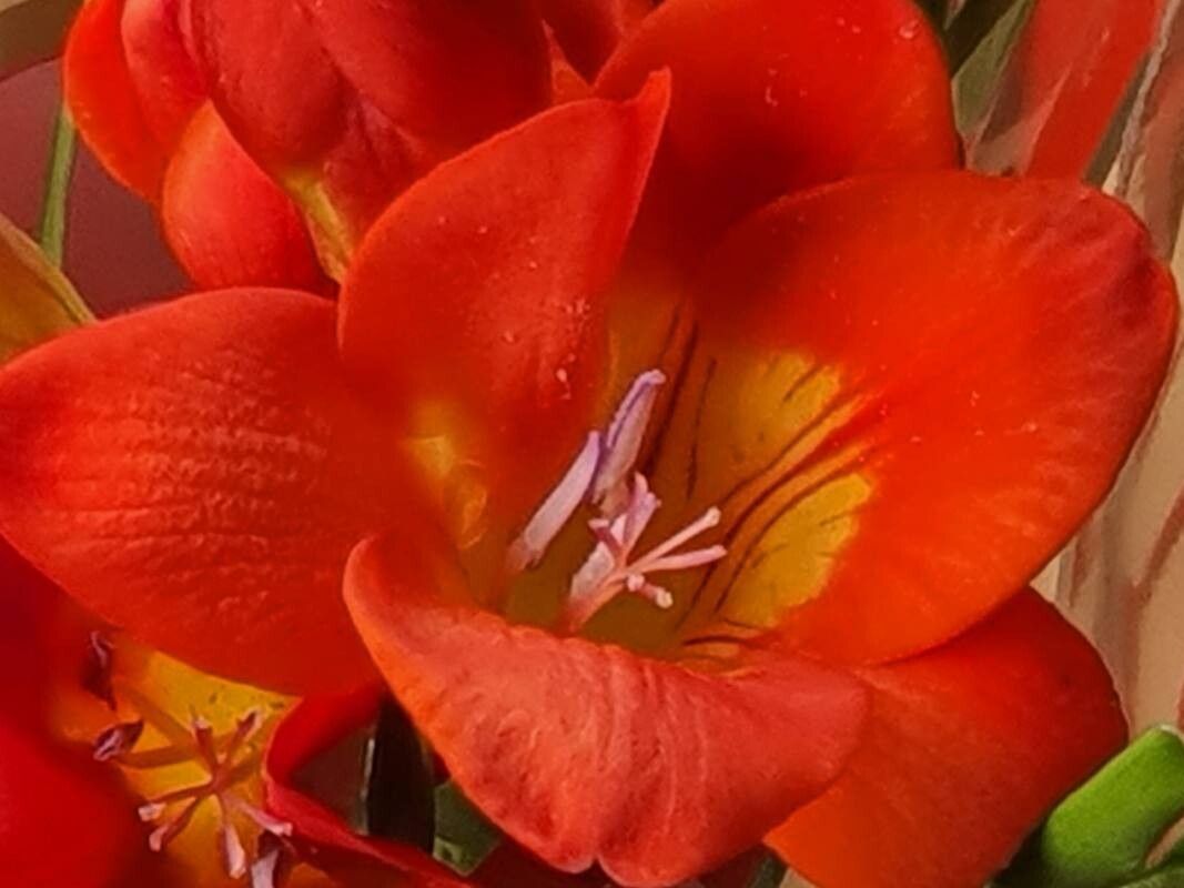 Freesia × kewensis flower