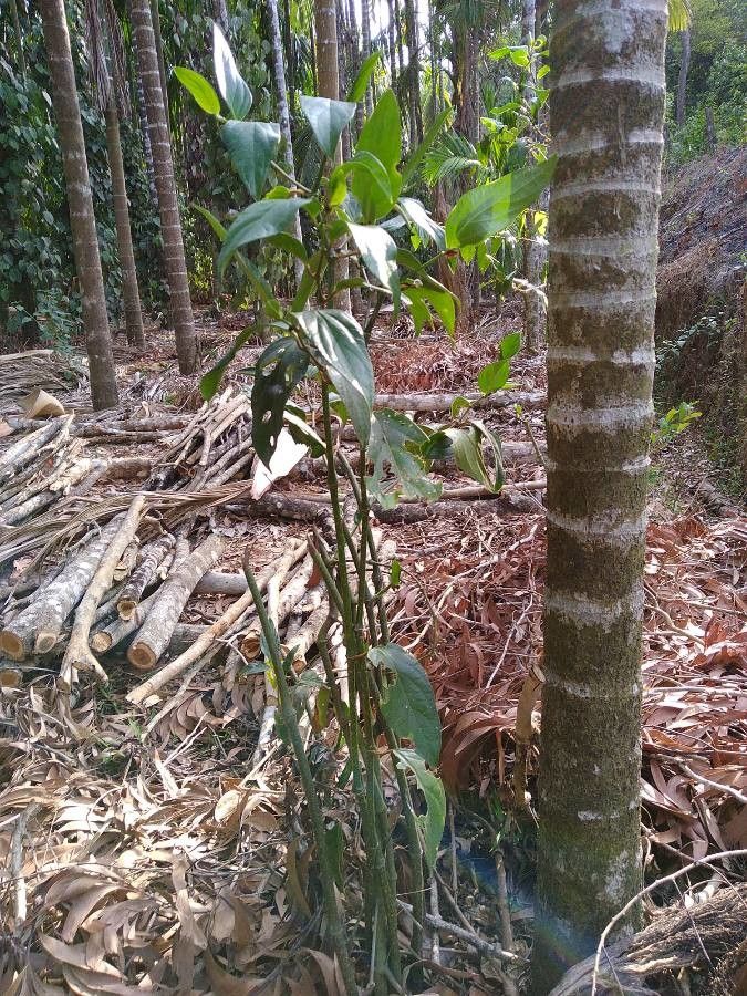 Piper insectifugum — search result for 'Piper'