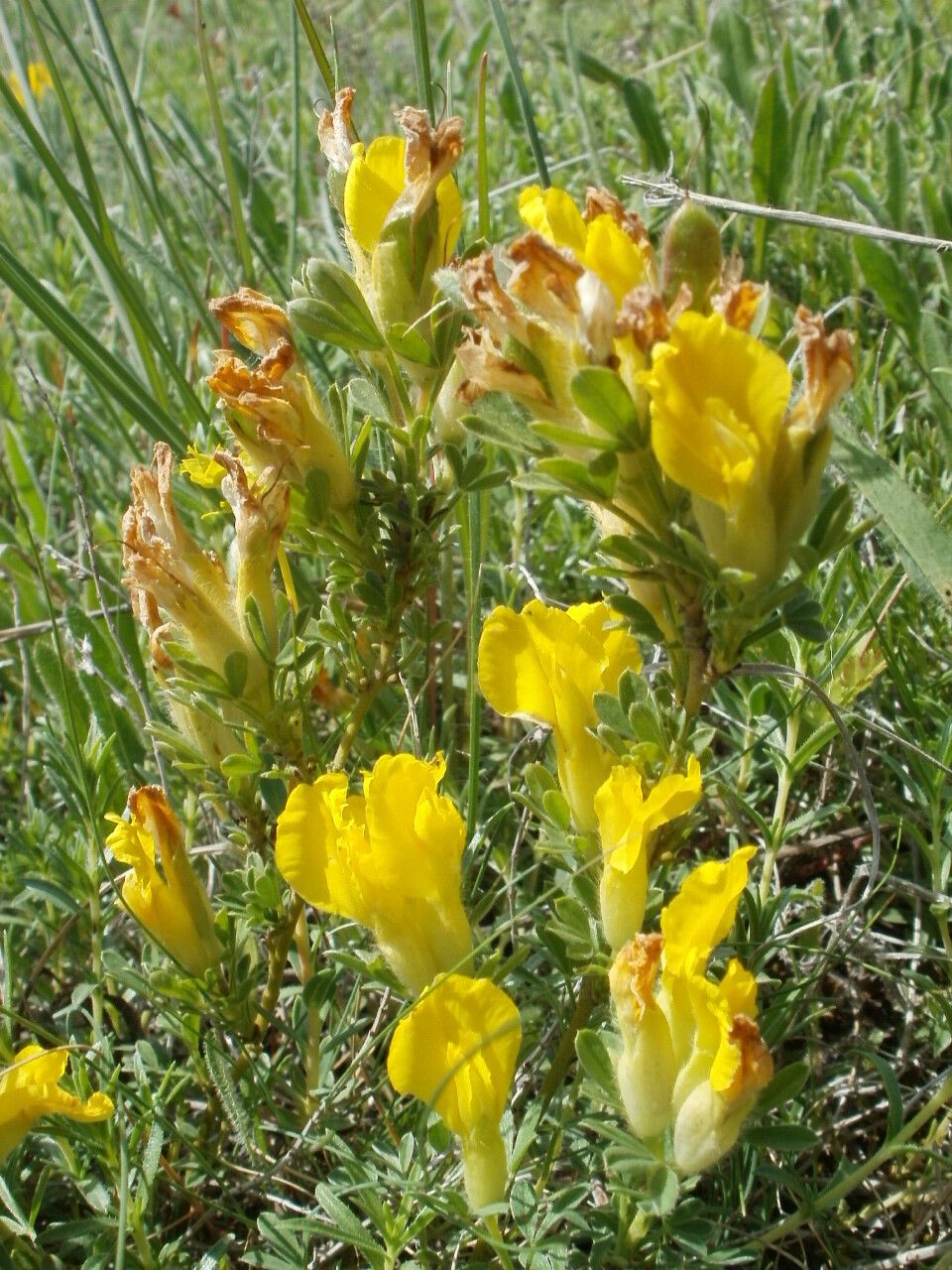 Chamaecytisus jankae — houseplant care guide