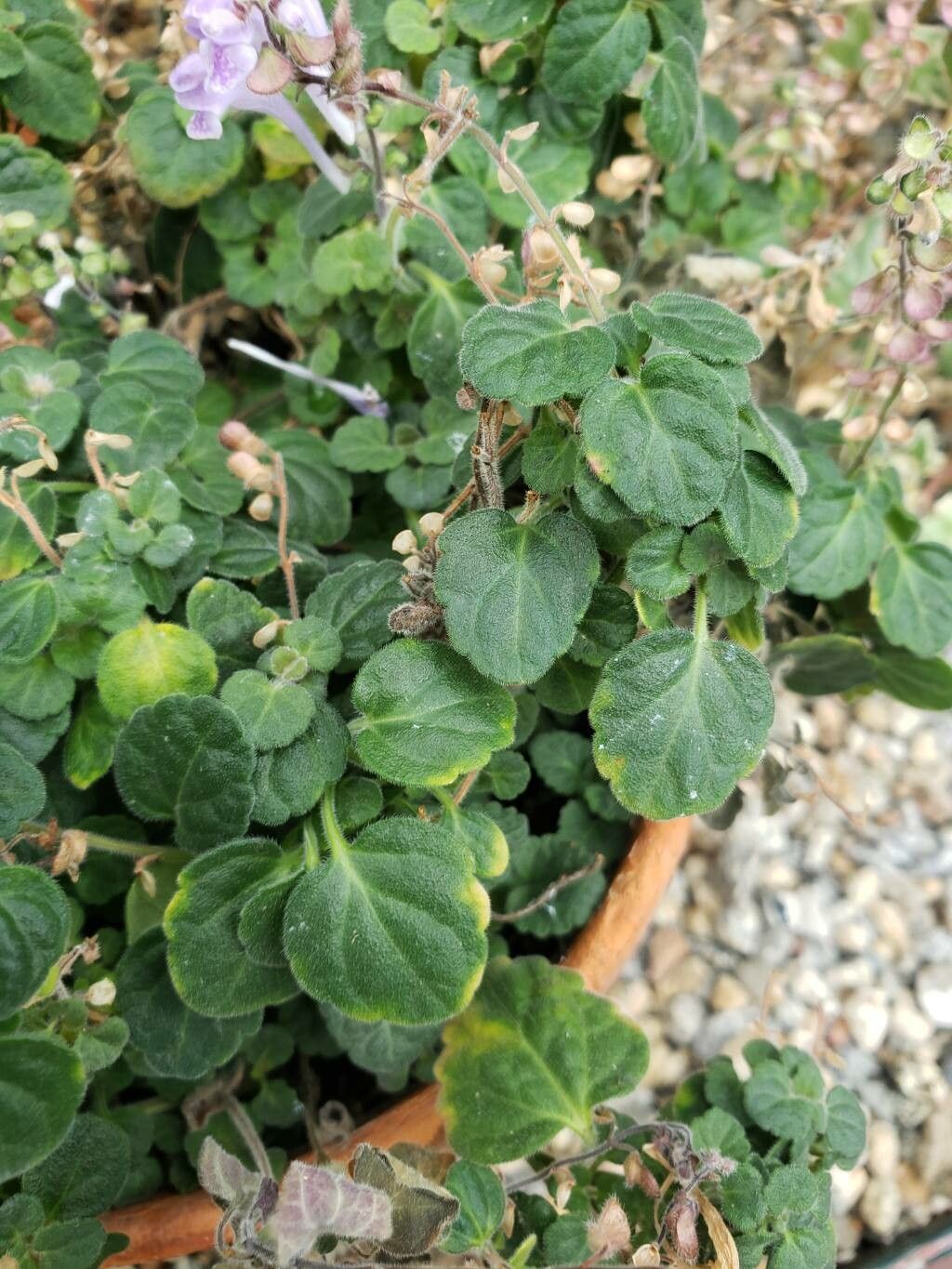 Scutellaria indica — houseplant care guide