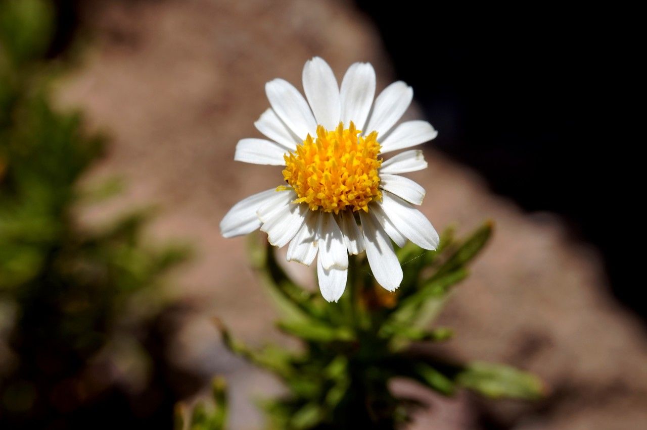 Diplostephium meyenii flower