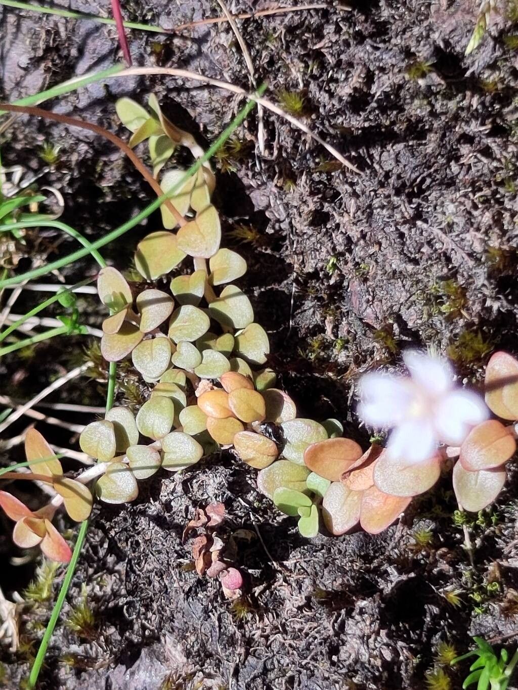 Epilobium brunnescens leaf