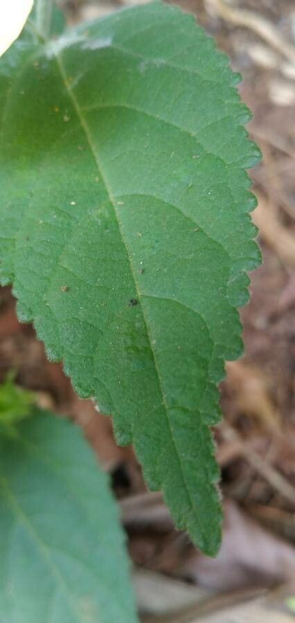 Abutilon indicum leaf