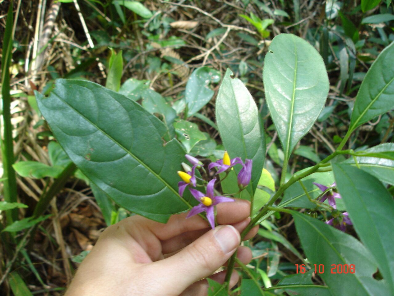 Solanum melissarum other