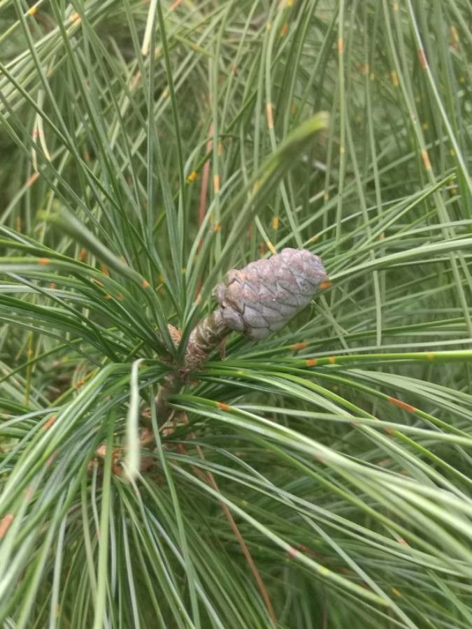 Pinus armandii fruit