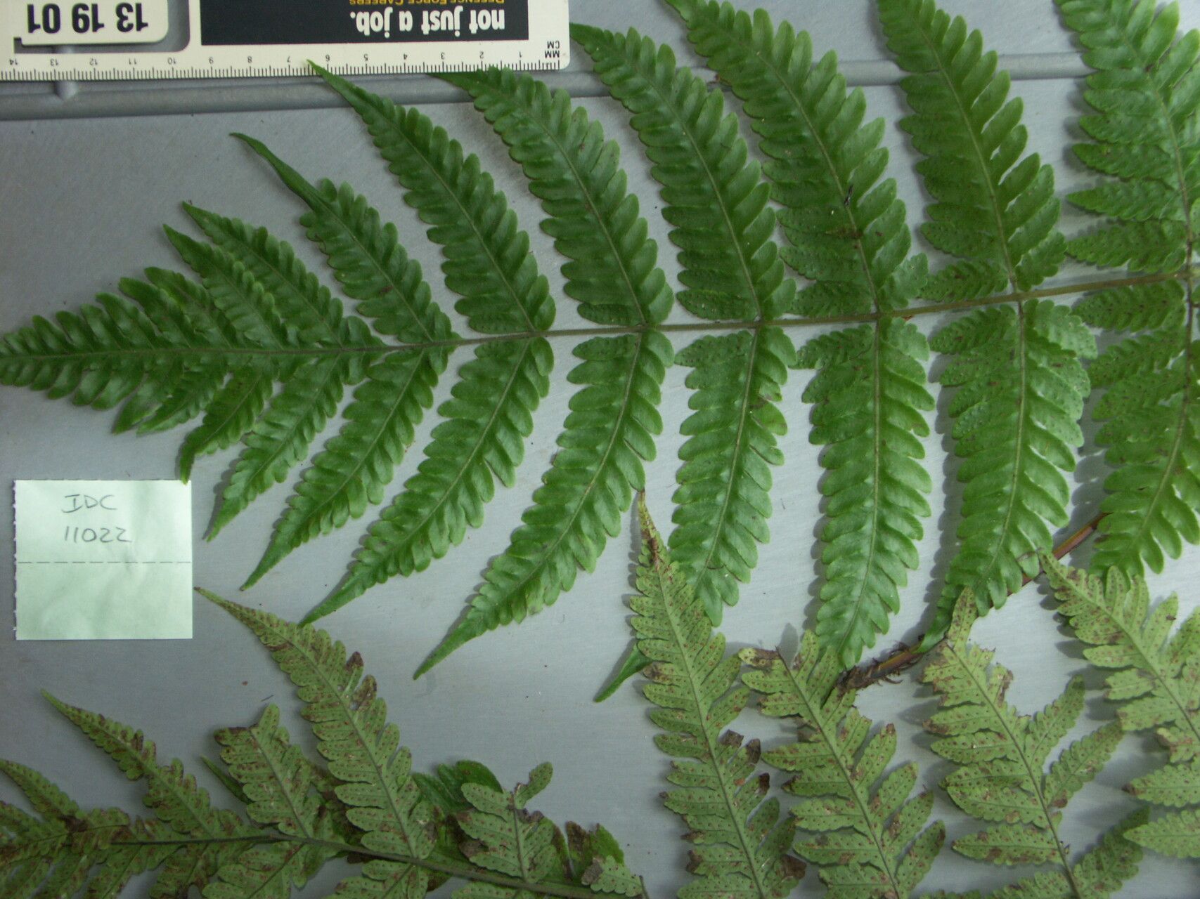 Tectaria dissecta — houseplant care guide