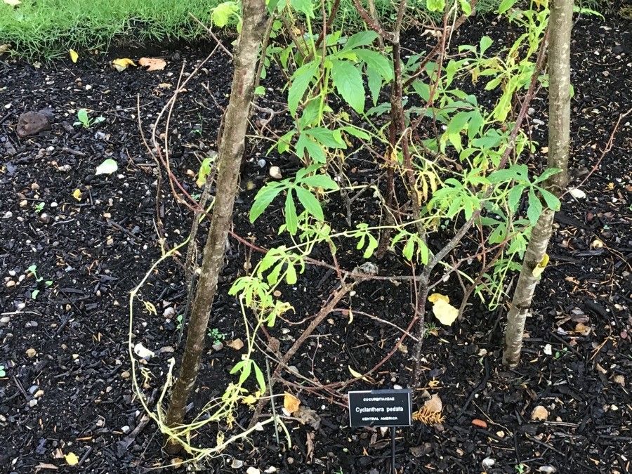 Cyclanthera pedata — search result for 'Cucurbitaceae'