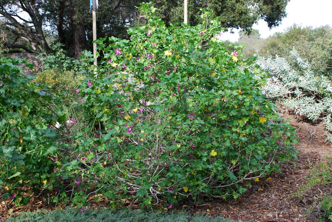 Malva assurgentiflora habit