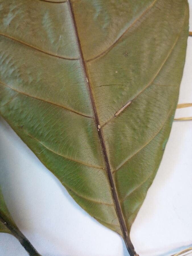 Pouteria fimbriata leaf