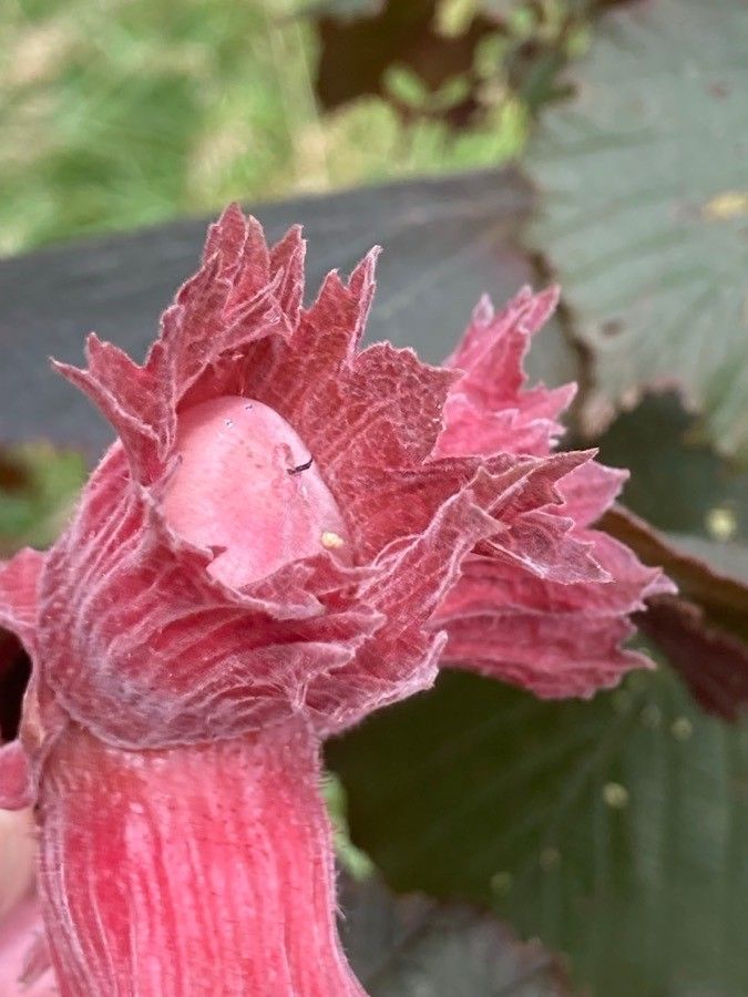 Corylus maxima fruit