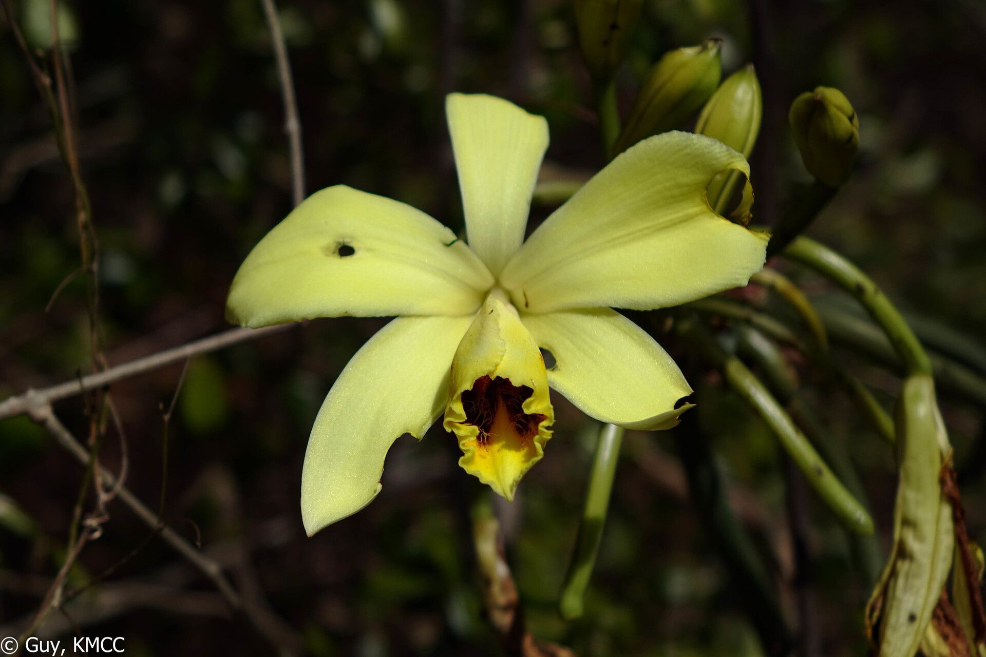 Vanilla humblotii — houseplant care guide