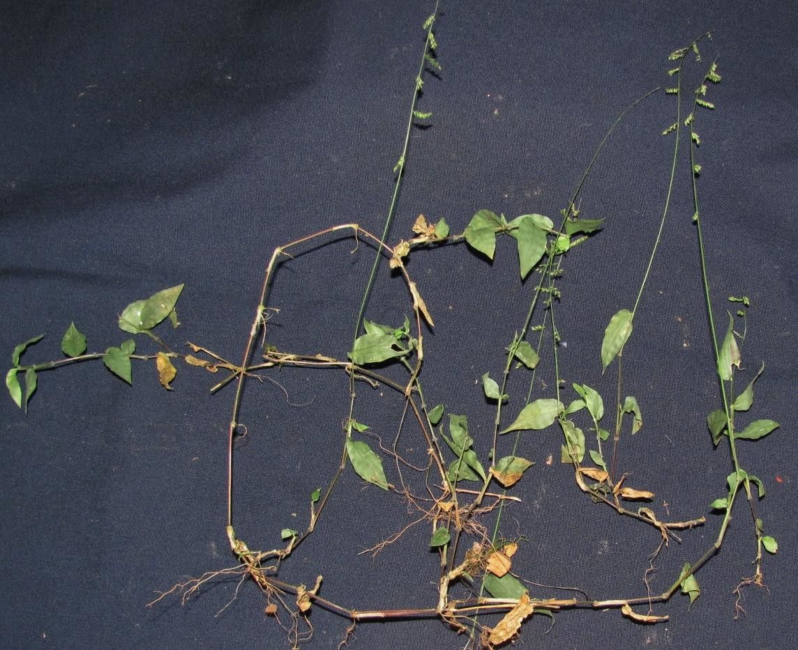 Panicum pulchellum — houseplant care guide